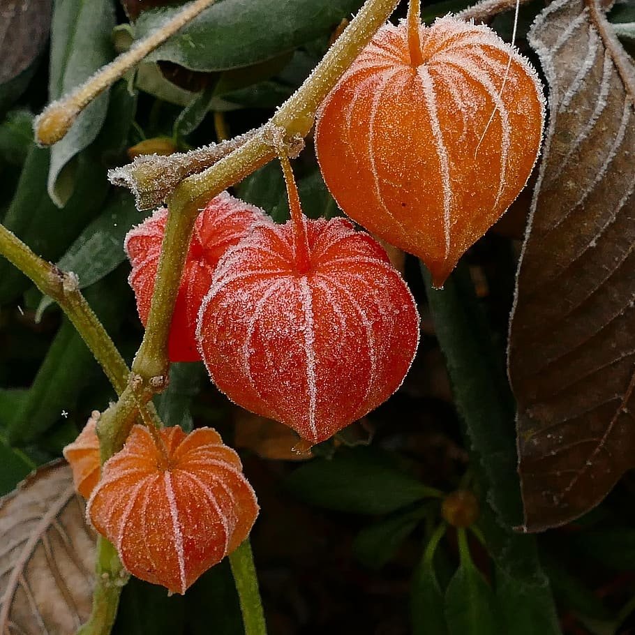 Растение Оранжевое С Ягодой Внутри