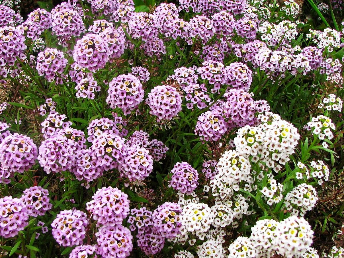 Алиссум морской (Lobularia maritima) "tiny tim"