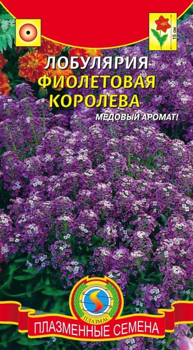 Лобулярия фиолетовая Королева