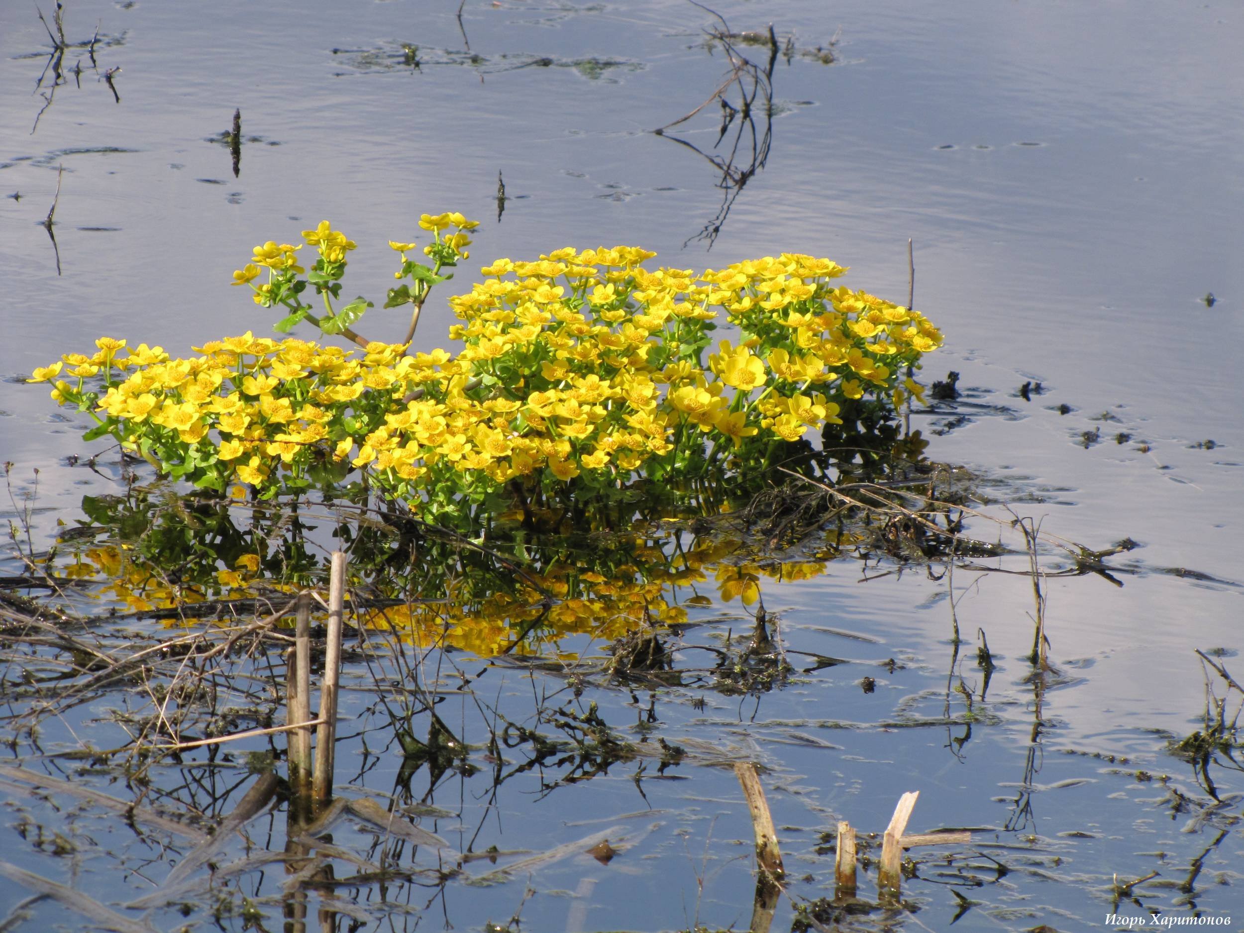 Желтая вода весной. Калужница Болотная. Стенохлена Болотная Stenochlaena palustris. Медонос калужница Болотная. Калужница гидрофит.