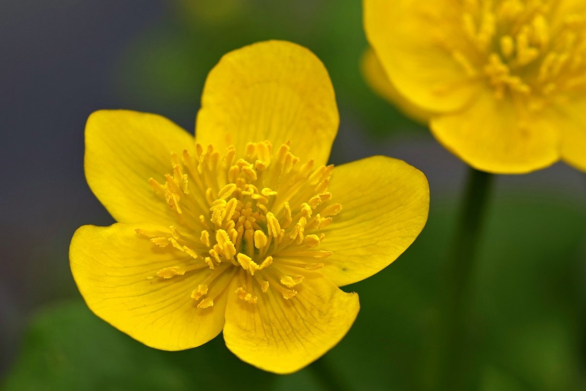 Желтые болотные цветы фото и названия
