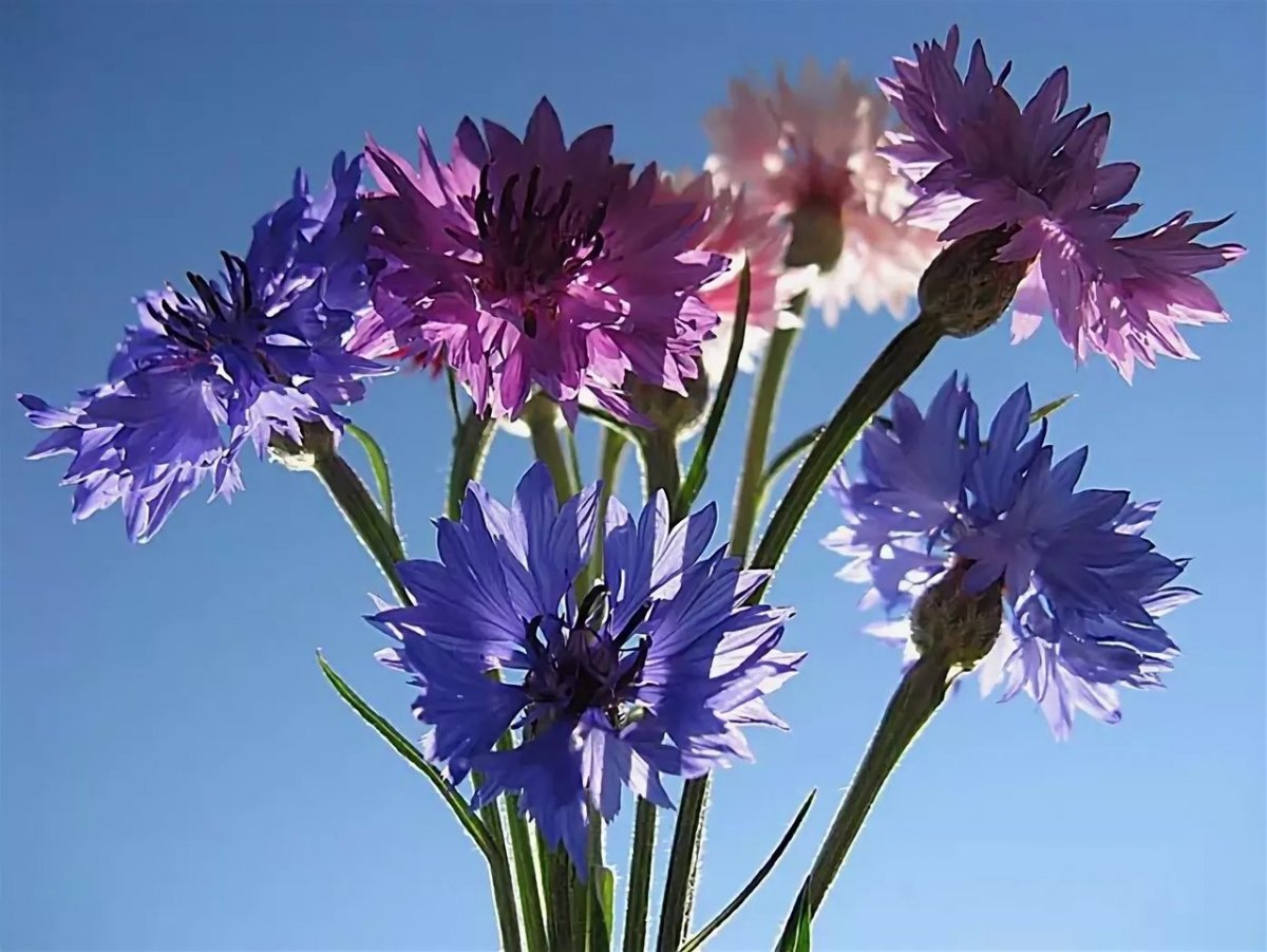 Василек горный grandiflora