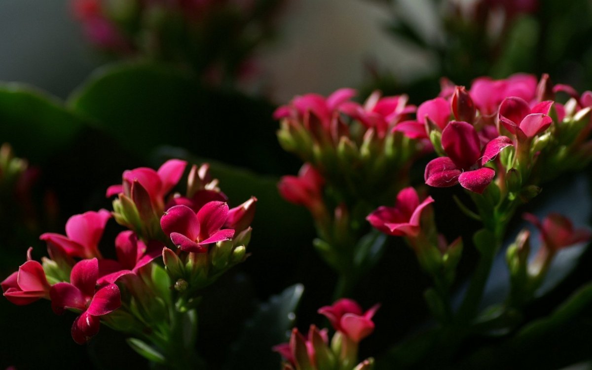 Kalanchoe Wild