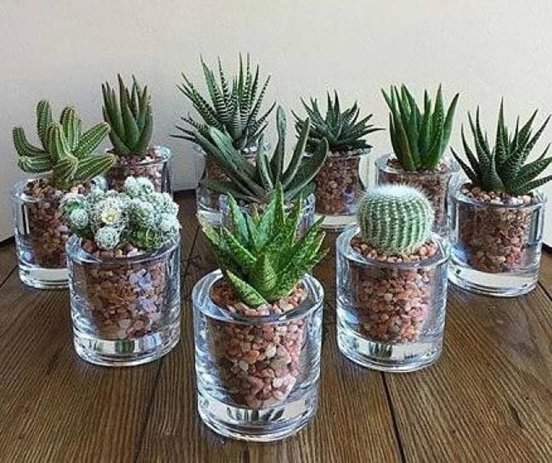 Кактусовые Суккуленты