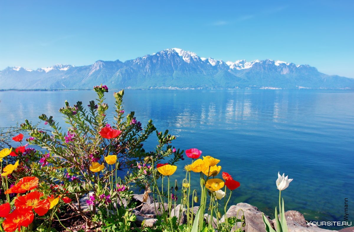Горные тюльпаны Крыма