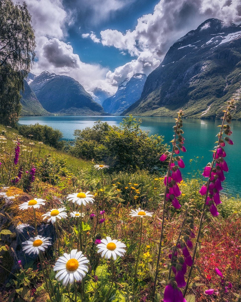 Цветы в швейцарии