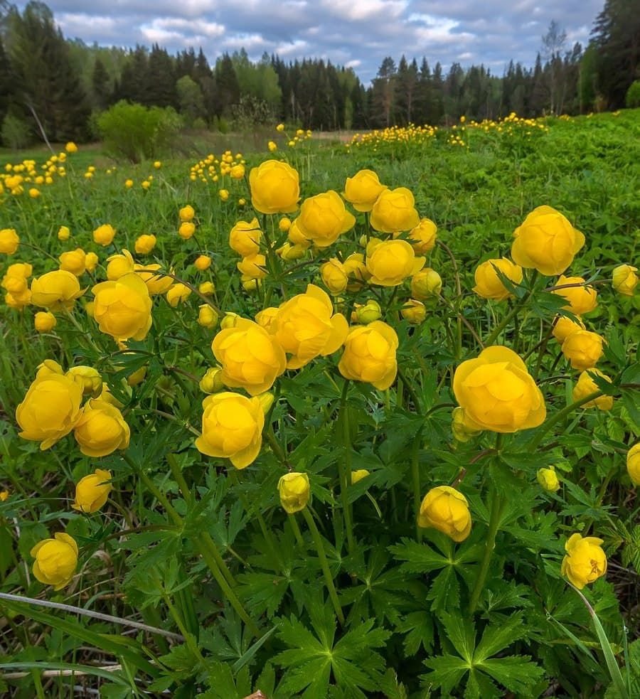 Купальница европейская. Купальница европейская (Trollius europaeus). Купальница троллиус. Купальница Сибирская. Италмас купальница европейская.