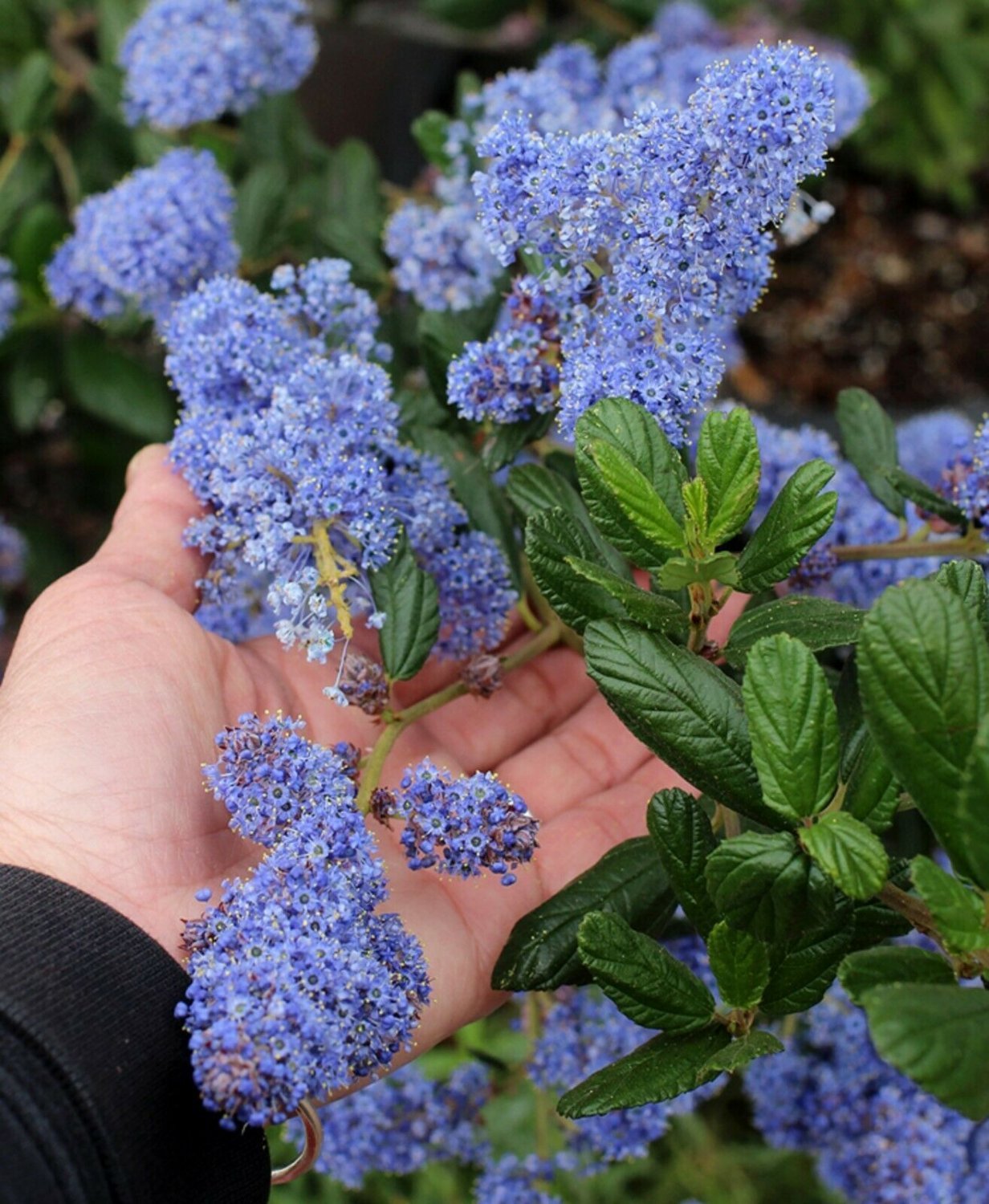 Цеанотус (краснокоренник) Ceanothus