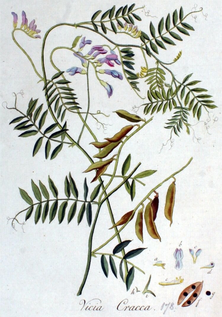 Vicia cracca