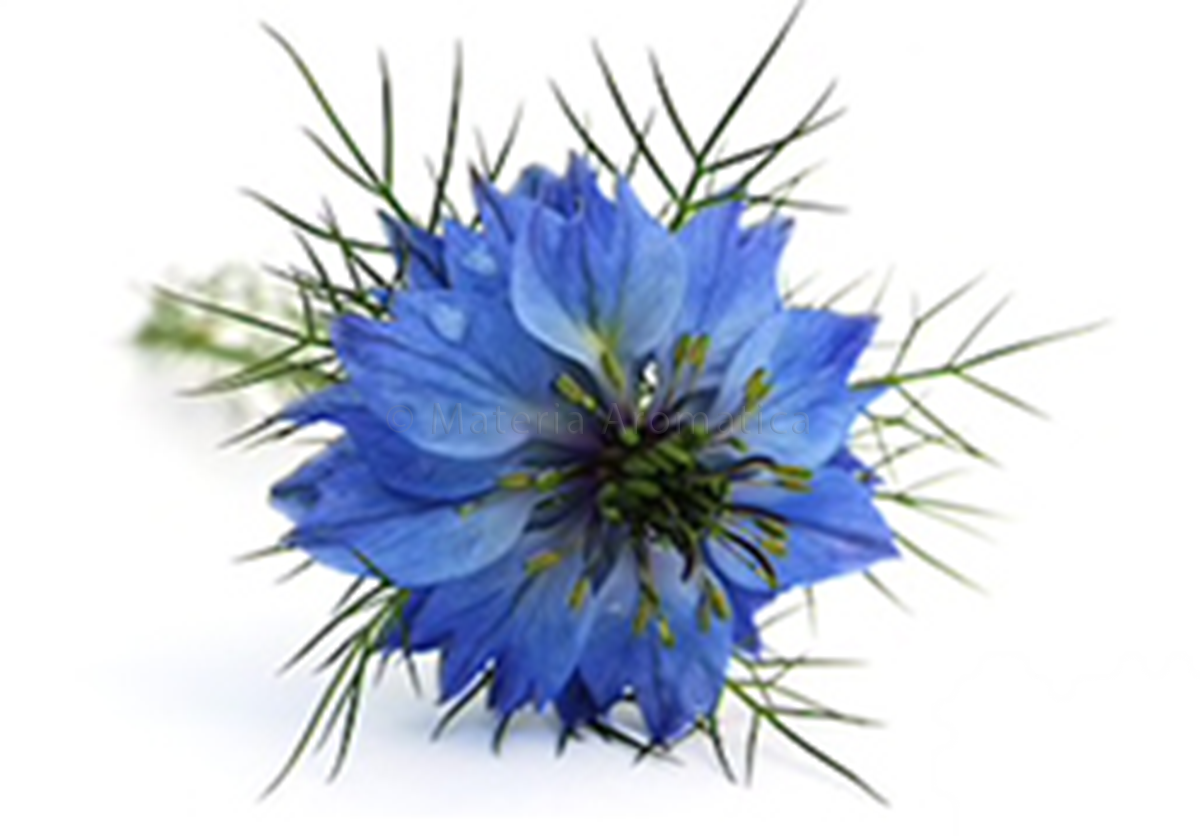 Black Seed Nigella Sativa