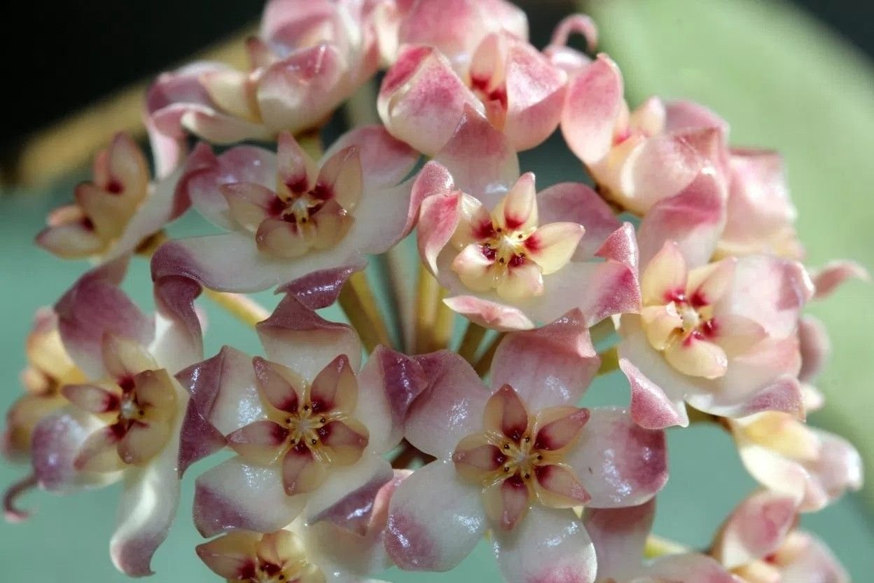 Hoya Imperialis Bloom