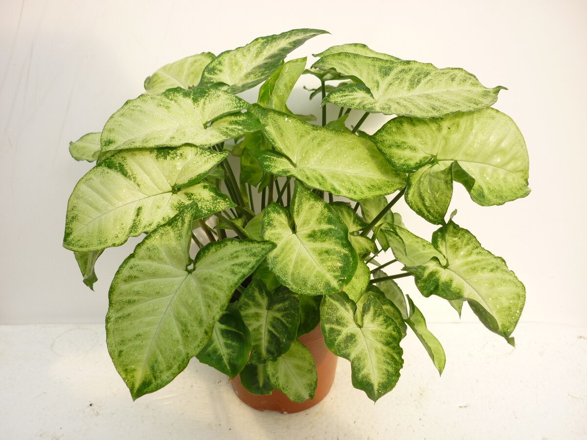 Сингониум Imperial White