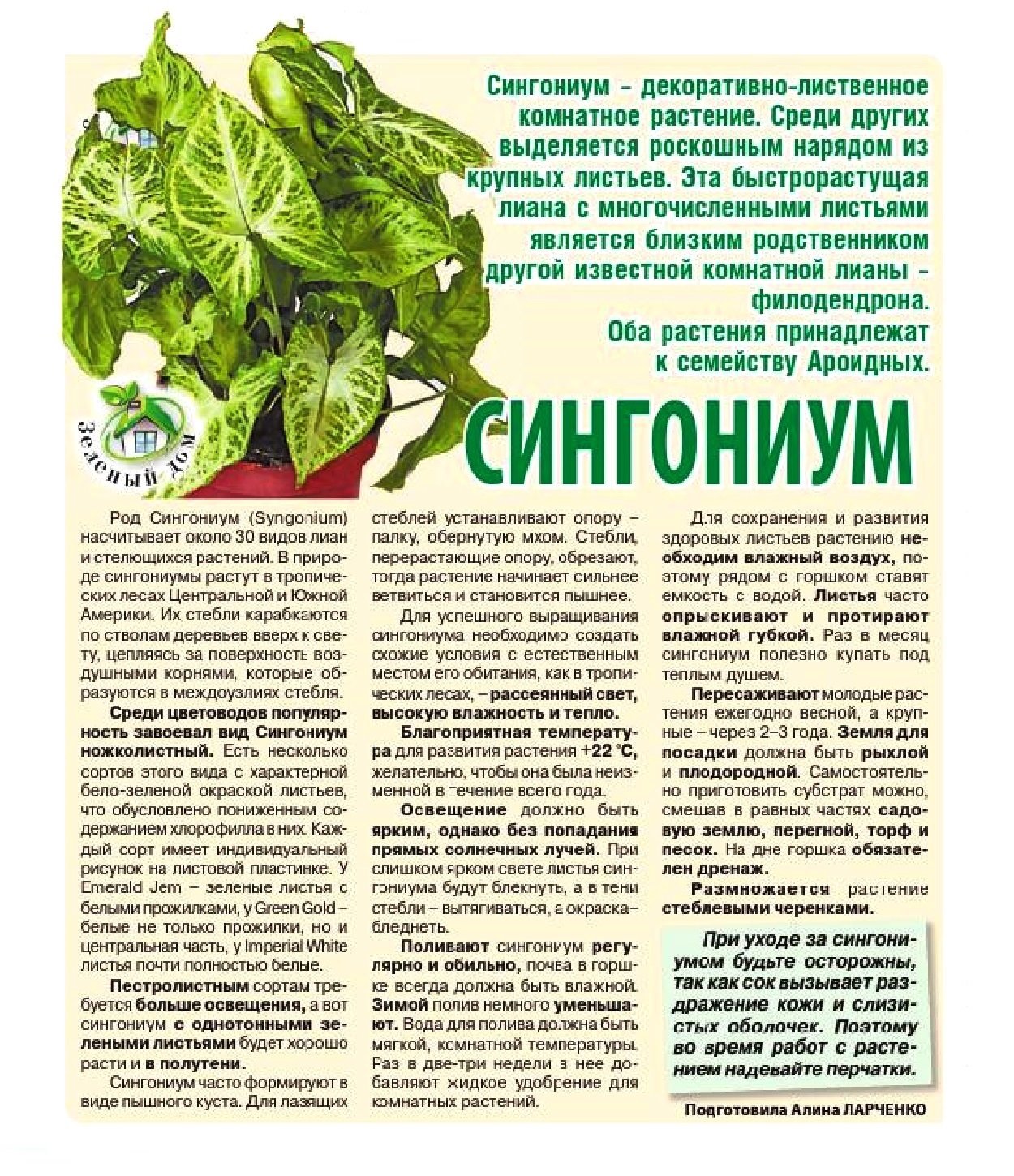 Сингониум Еллоу