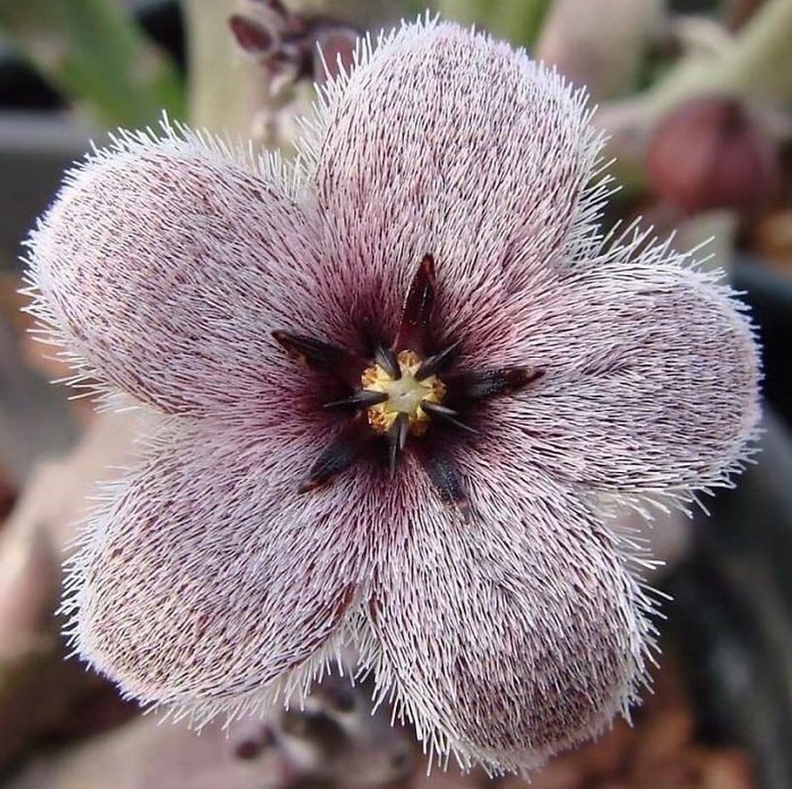 Stapelia erectiflora