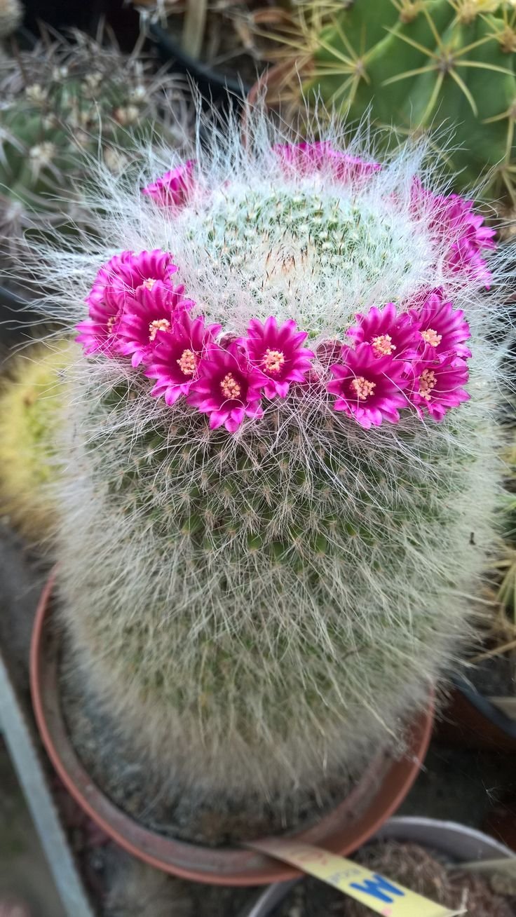 Маммиллярия Ханиана Mammillaria