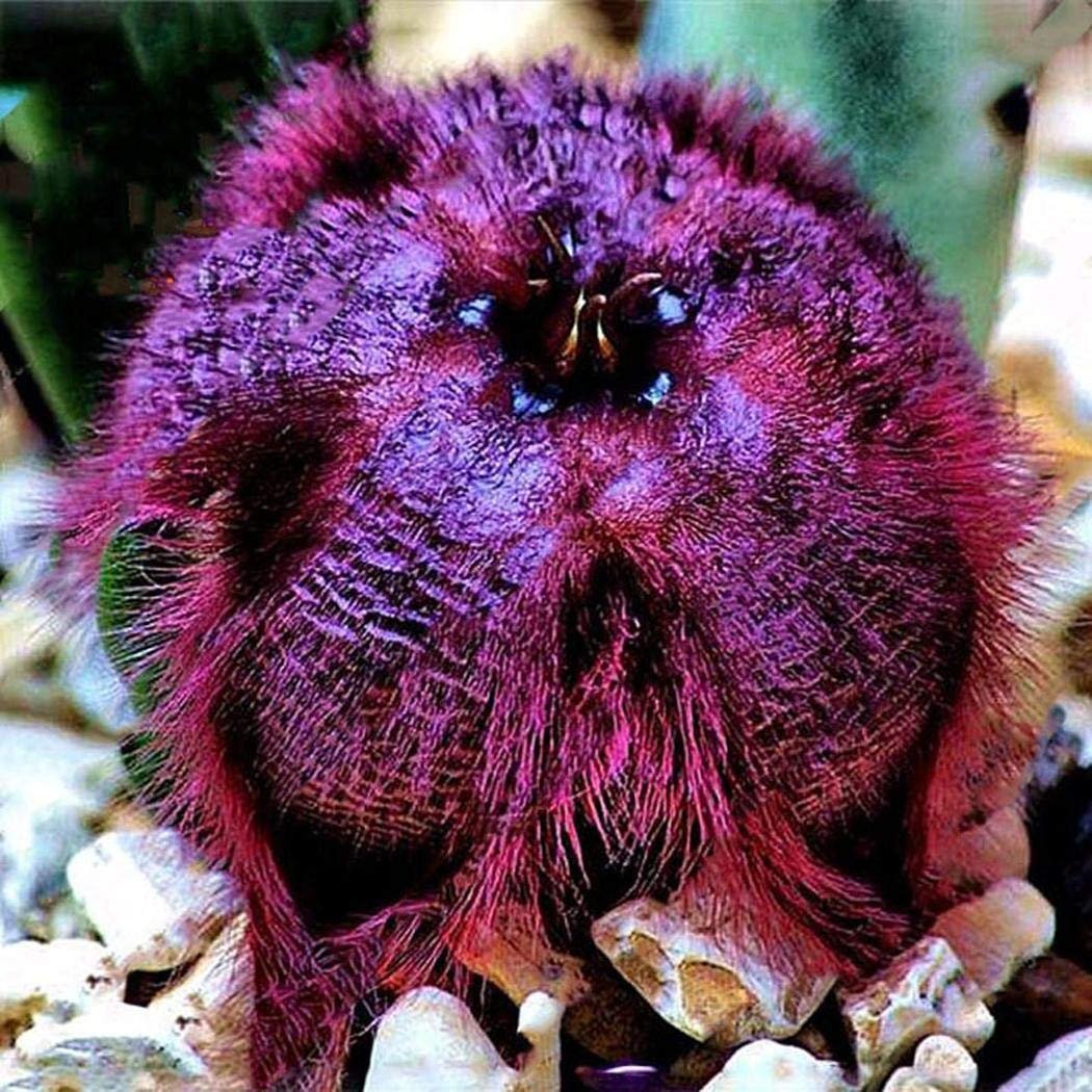 Stapelia Obducta