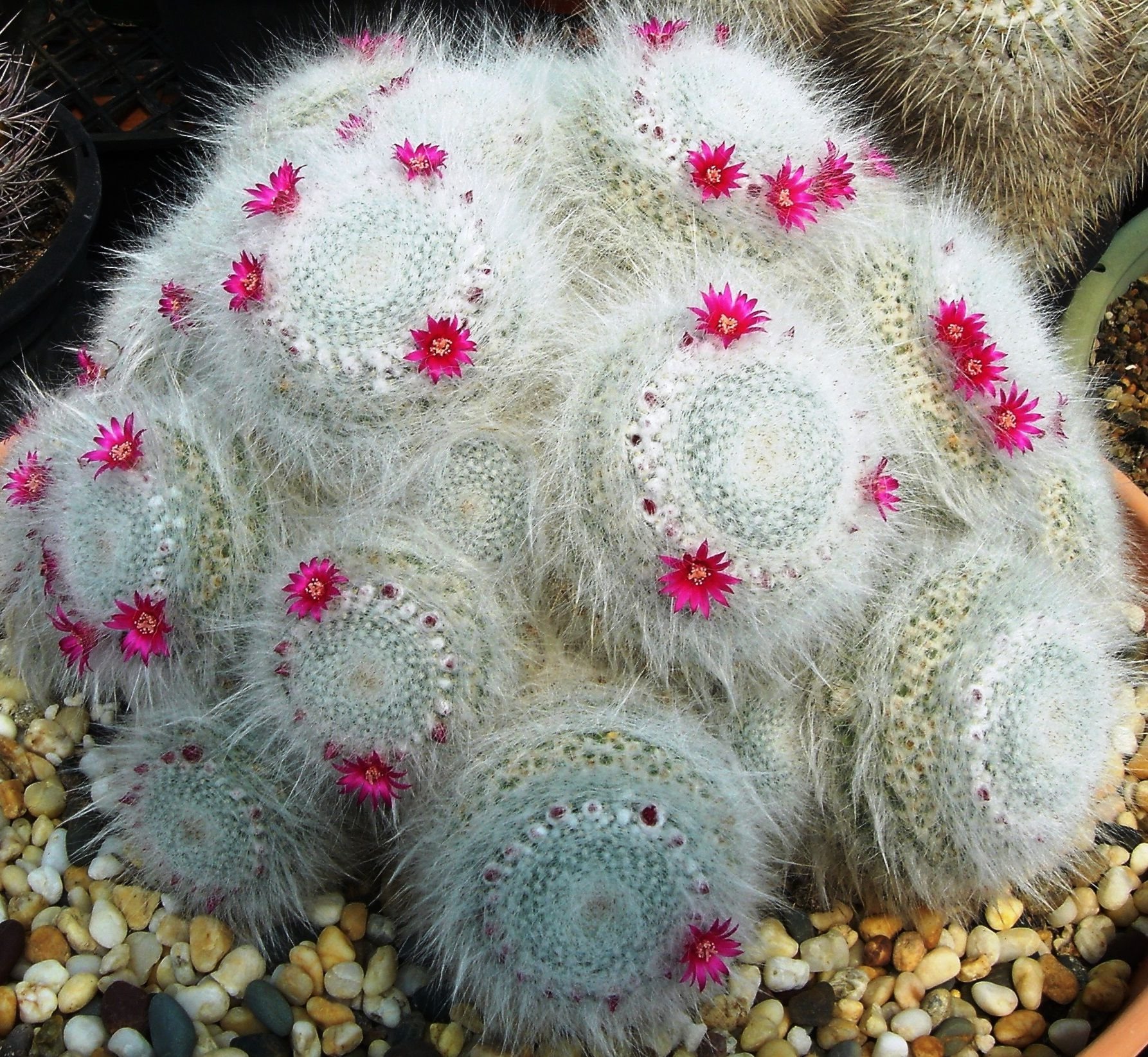 Маммиллярия. Маммиллярия Ханиана. Маммиллярия Ханиана Mammillaria hahniana. Кактус Маммиллярия hahniana. Маммиллярия Олд леди.