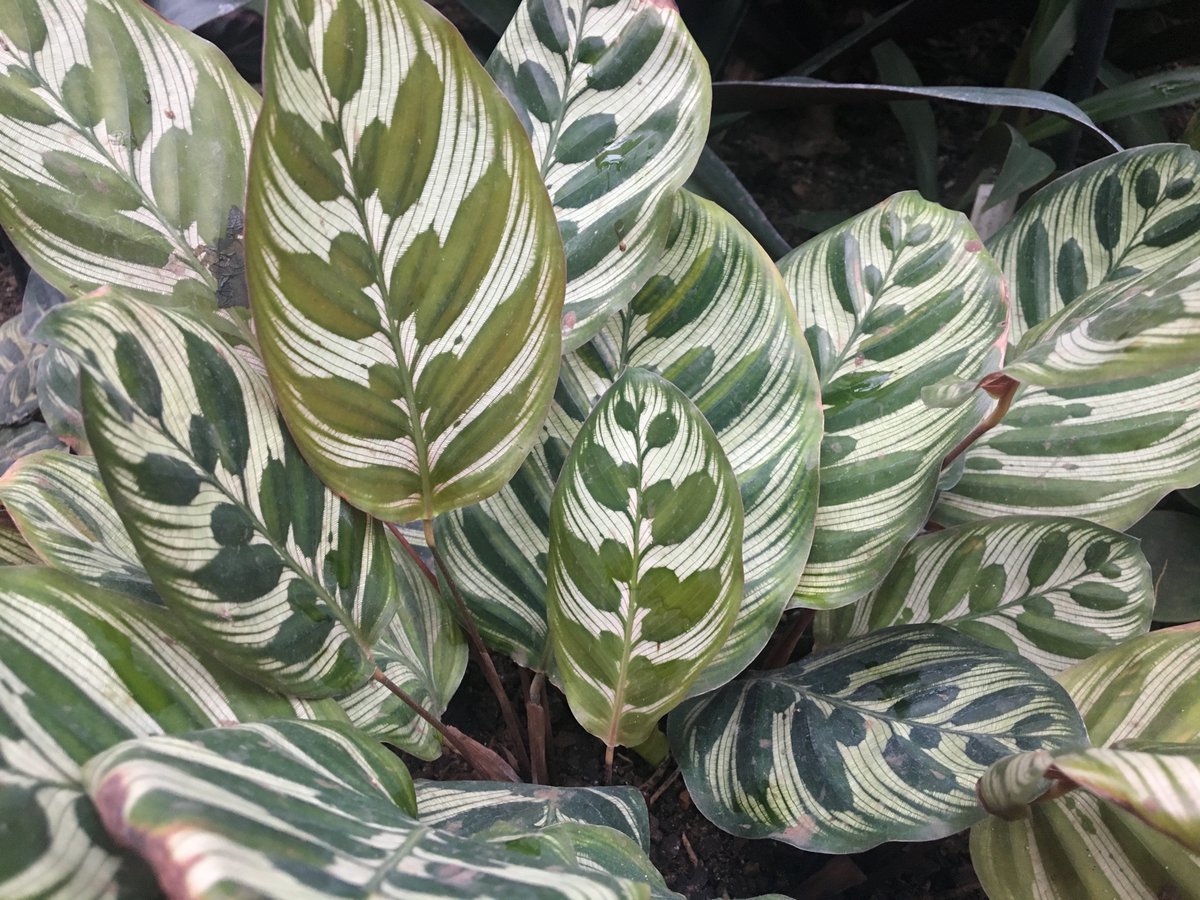 Монстера Адансона Monstera adansonii