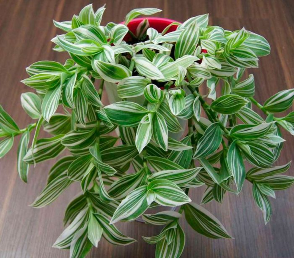 Hoya heuschkeliana Вариегата