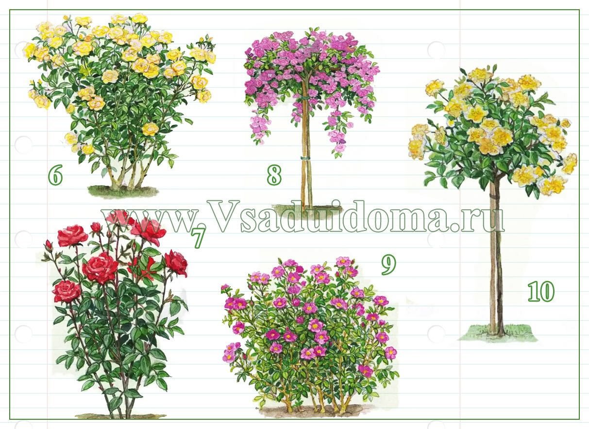 Пересадка штамбовой розы