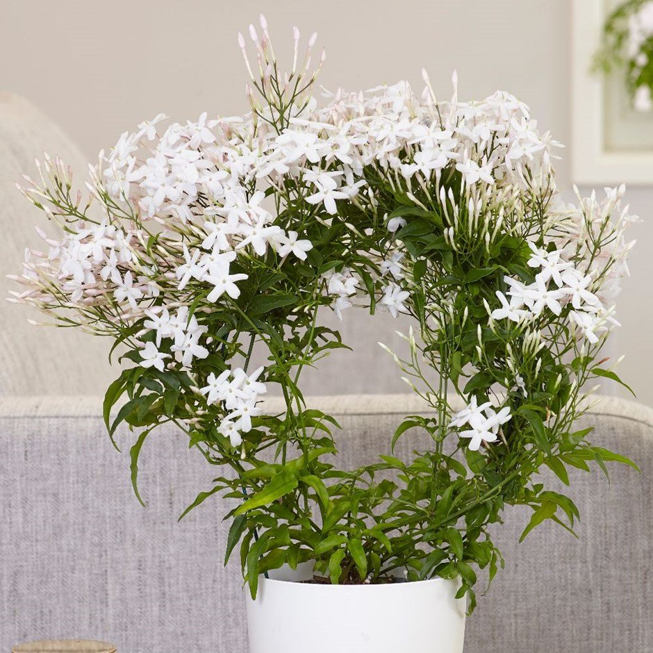 Цветок комнатный с белыми мелкими цветами
