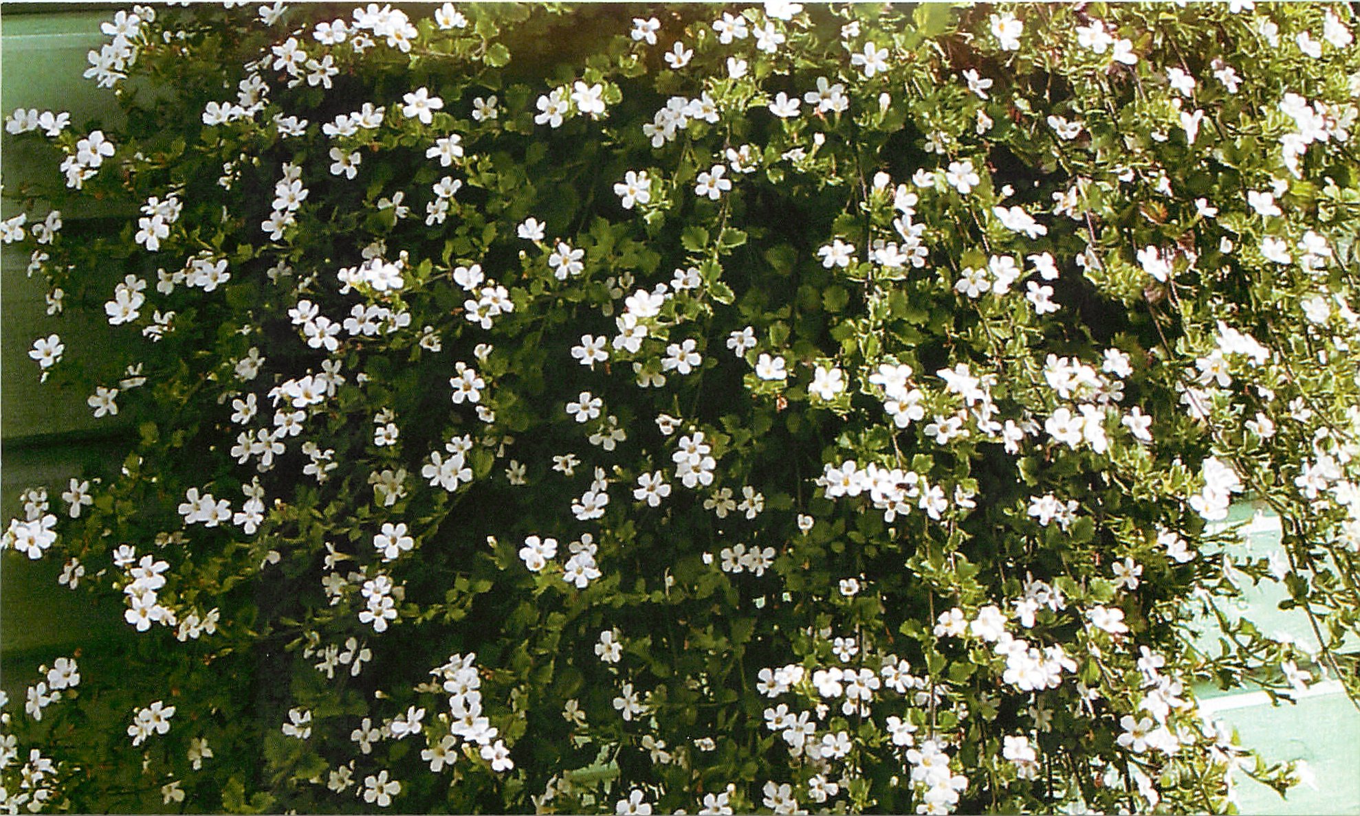 Цветок Комнатный С Белыми Цветами Мелкими