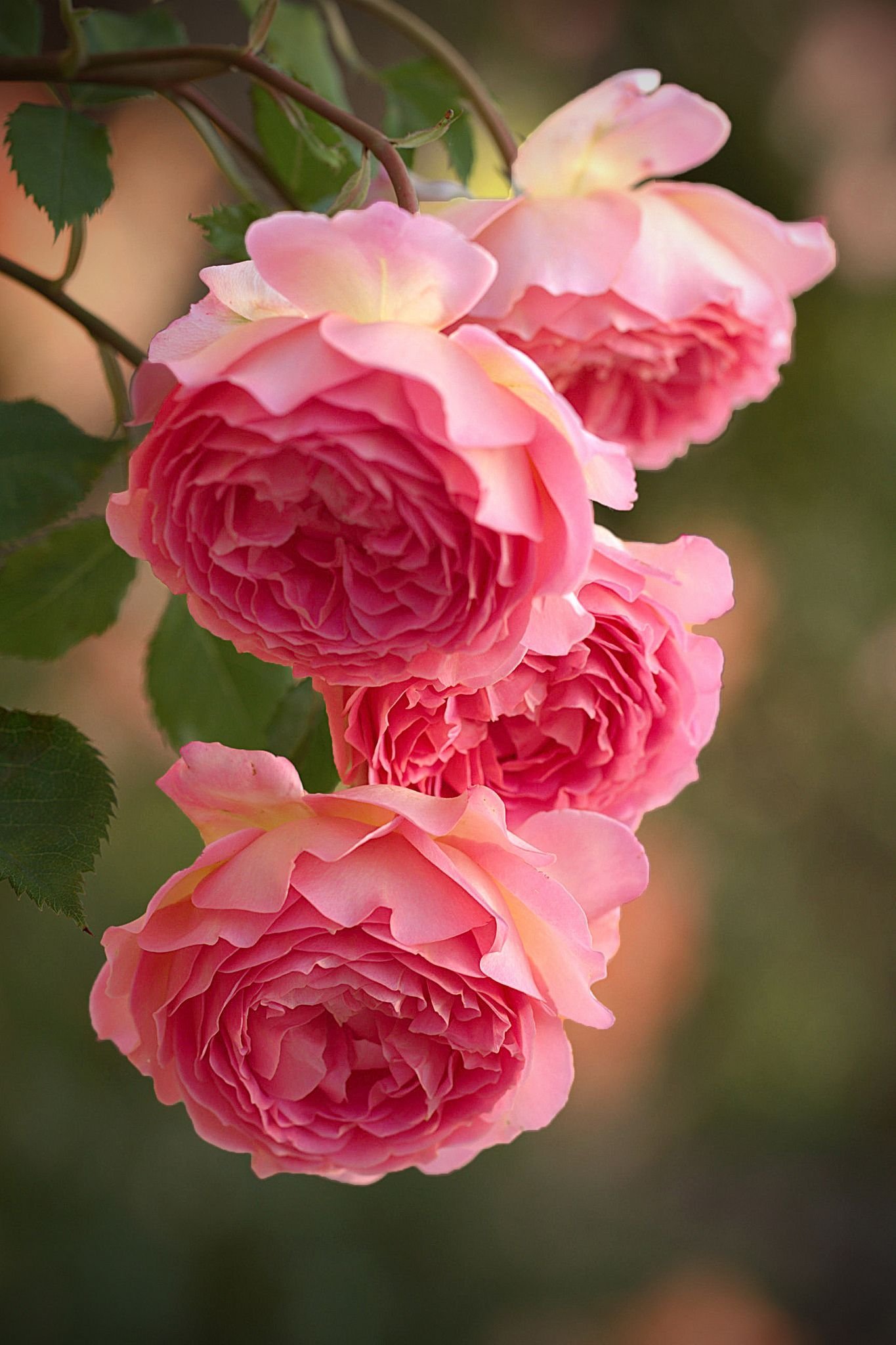 My flowers are beautiful. Розы флорибунда бьютифул Гарден.