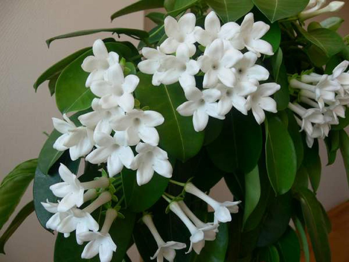 Белый цветок домашний название. Стефанотис обильноцветущий.