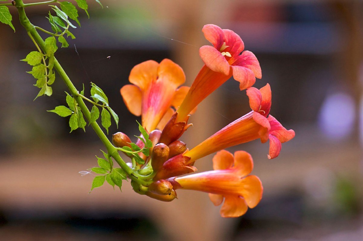 Кампсис radicans