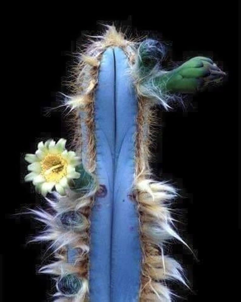 Pilosocereus glaucochrous