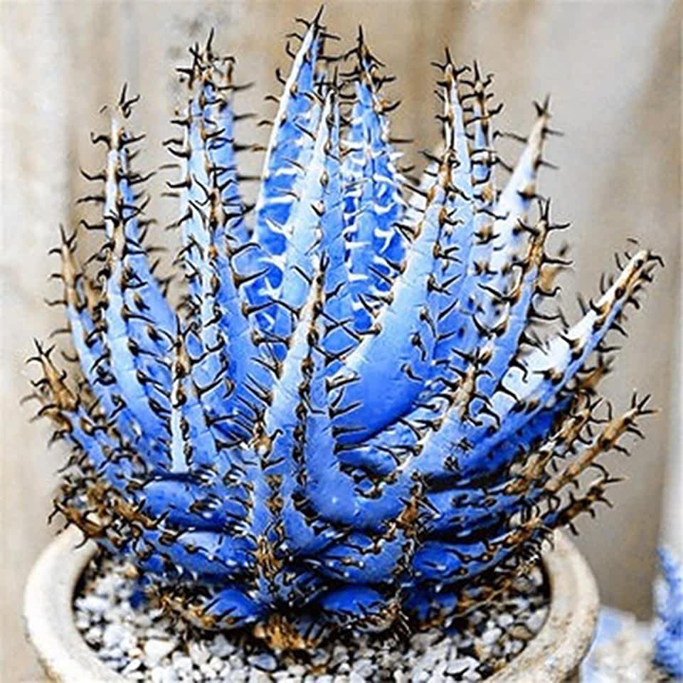 Суккулент Tetragonia Blue