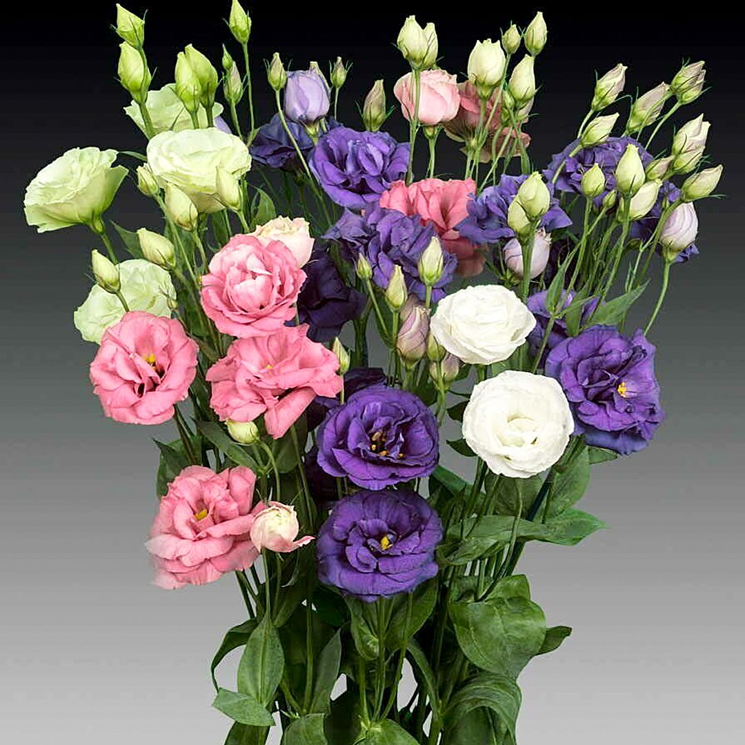 Эустома (Lisianthus)