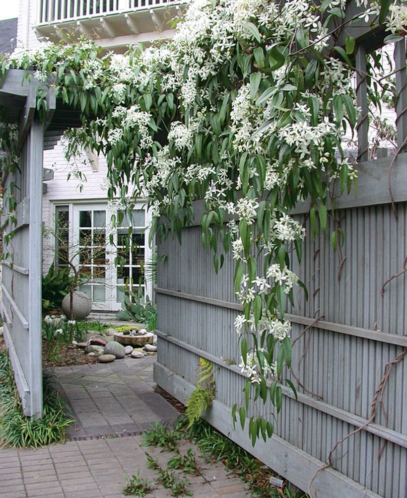 White Lady (Thunbergia fragrans)