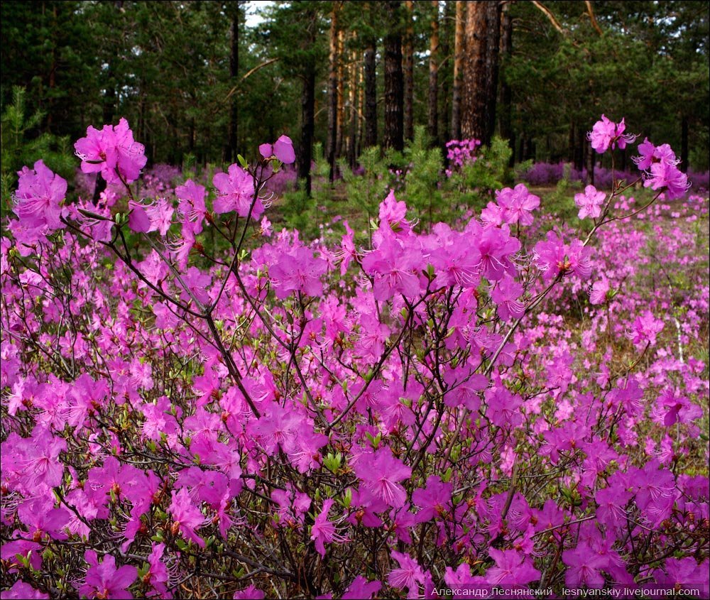 Цветы забайкалья фото