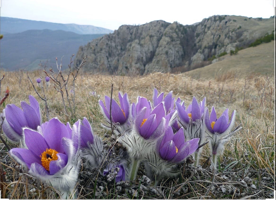Прострел Крымский сон-трава