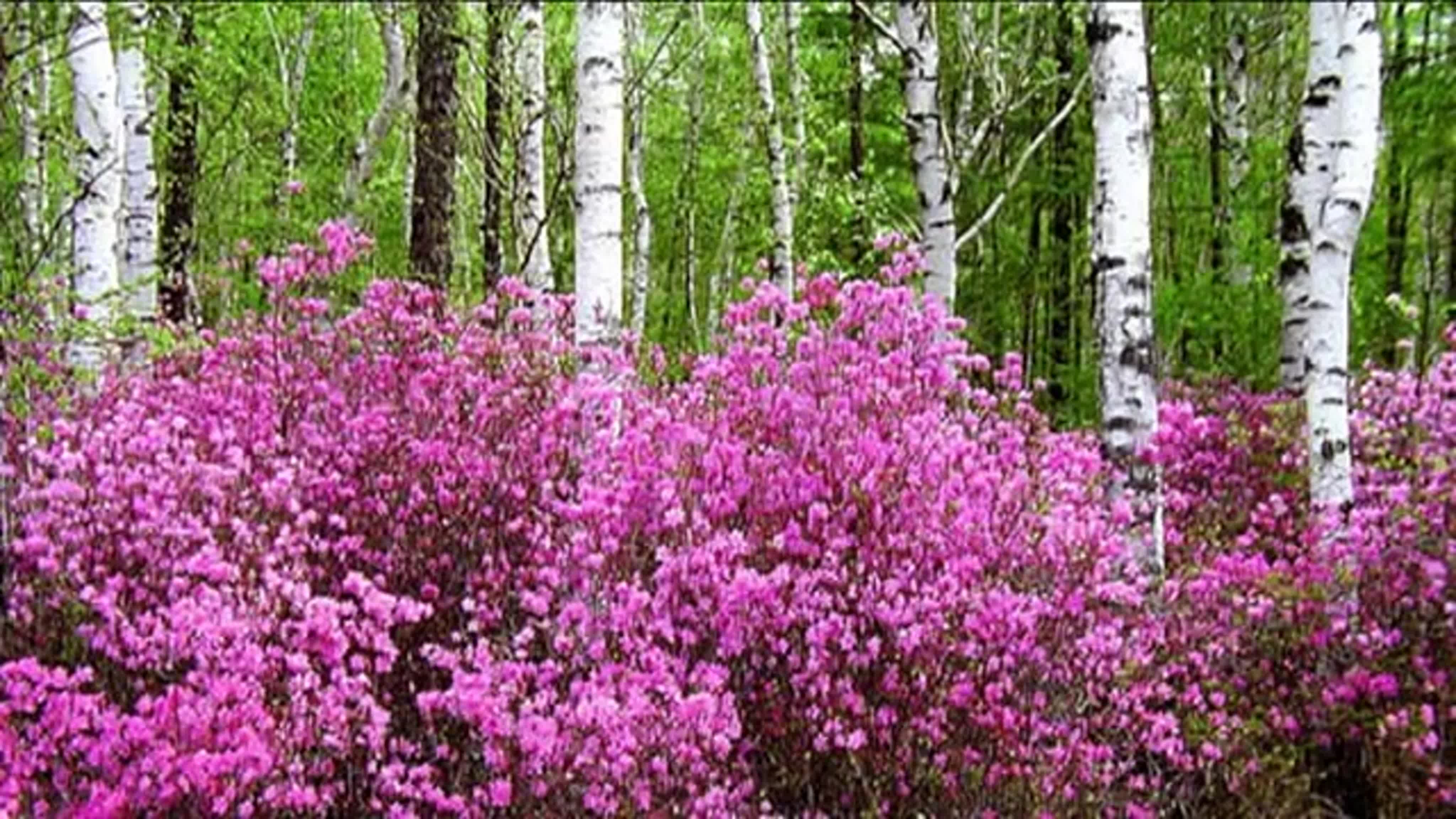 Розовый цветок в лесу. Рододендрон Даурский багульник. Багульник в тайге. Багульник на Алтае. Багульник кустарник.