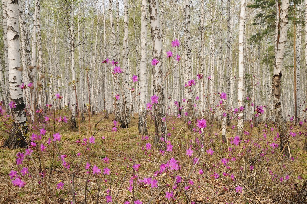 Рододендрон Даурский в березовой роще