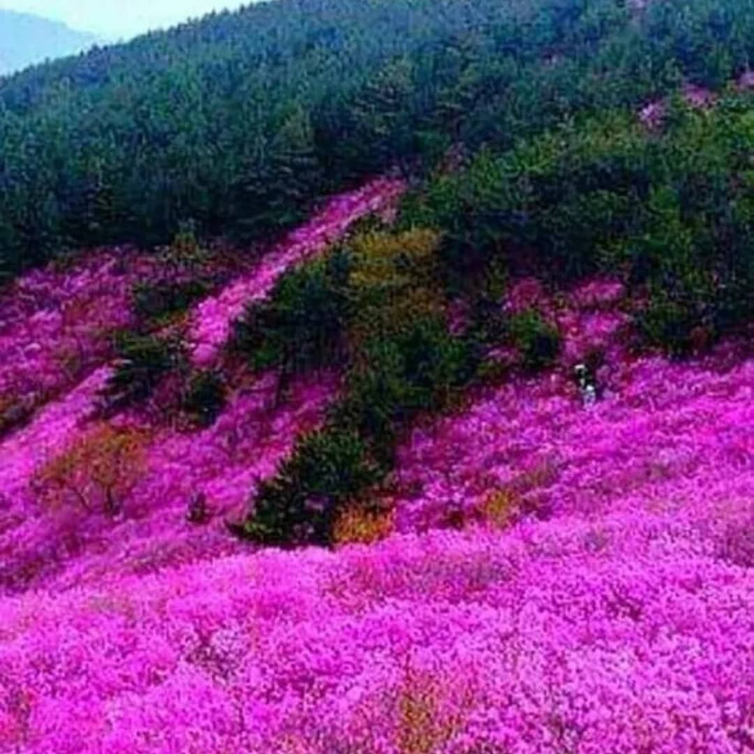 Багульник сопки Забайкальский
