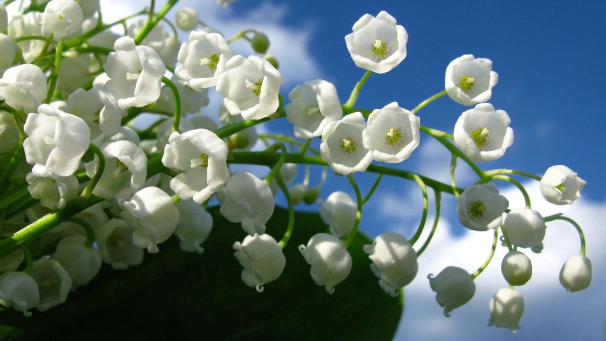 Ландыш горный Convallaria Montana