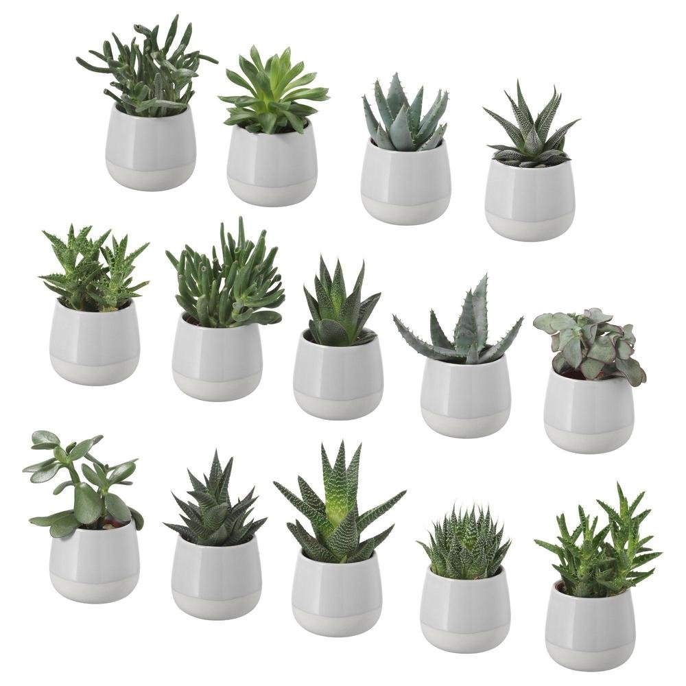 Суккуленты ikea