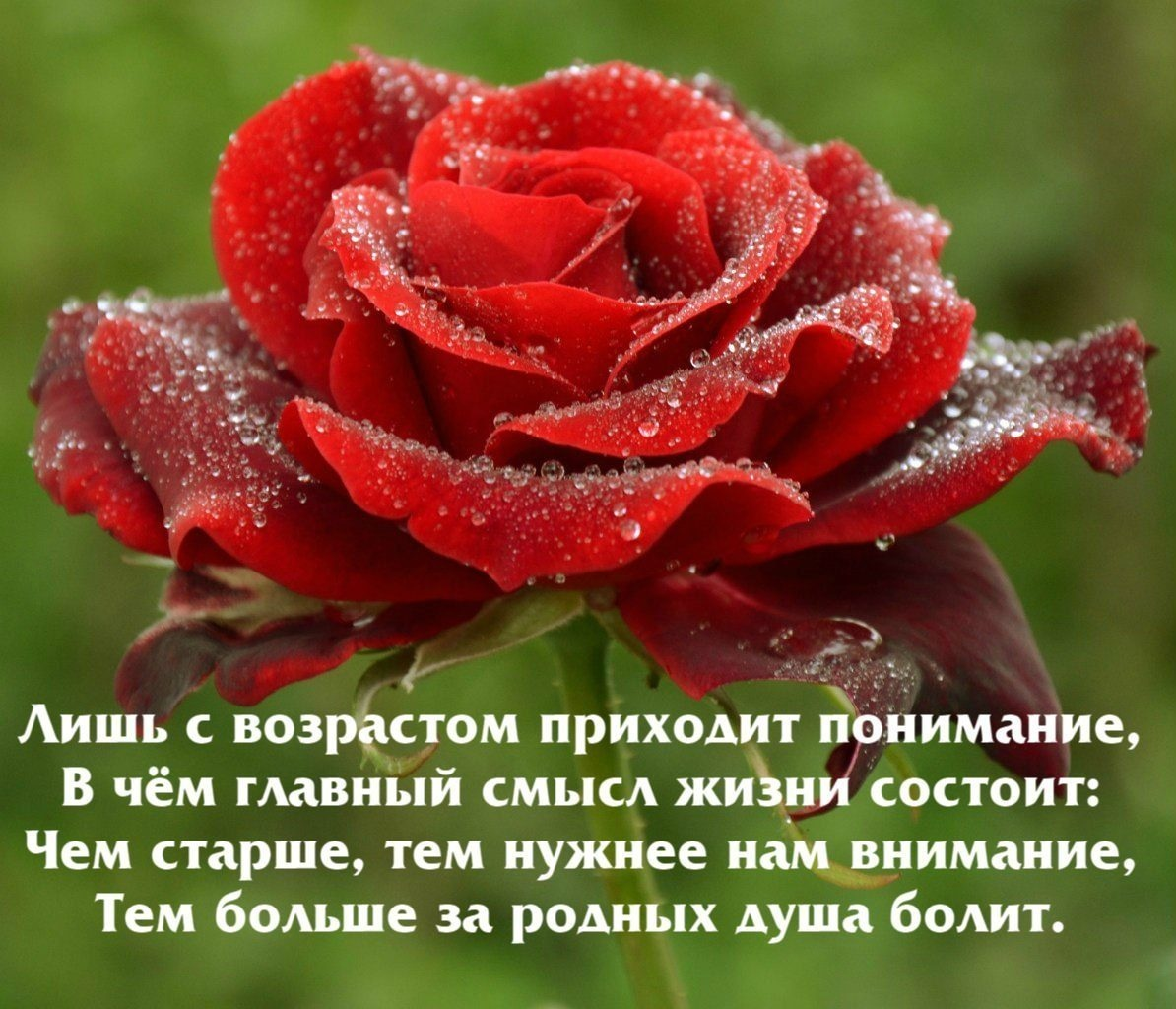 Красивые розы стихи