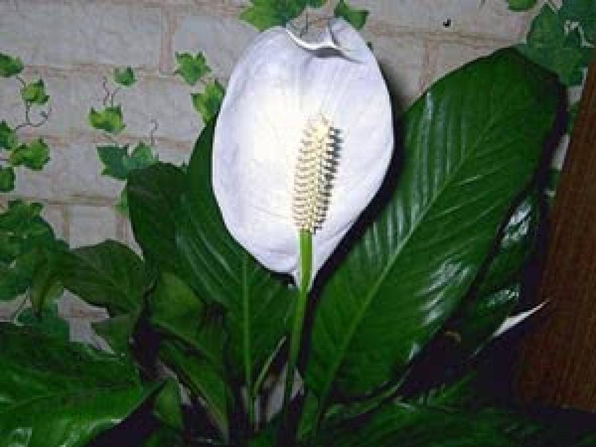 Белый цветок домашний название. Спатифиллум эухарис. Спатифиллум каннолистный. Спатифиллум Калла. Спатифиллум белый.