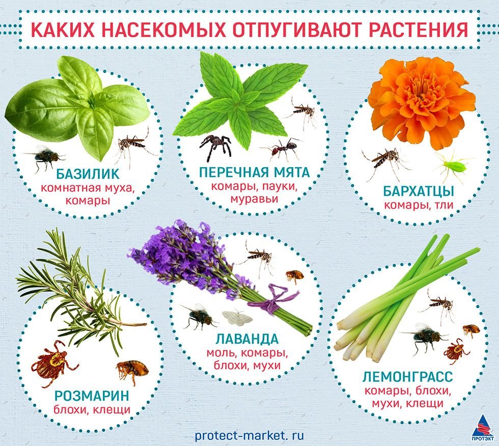 Цветы для женщины в возрасте