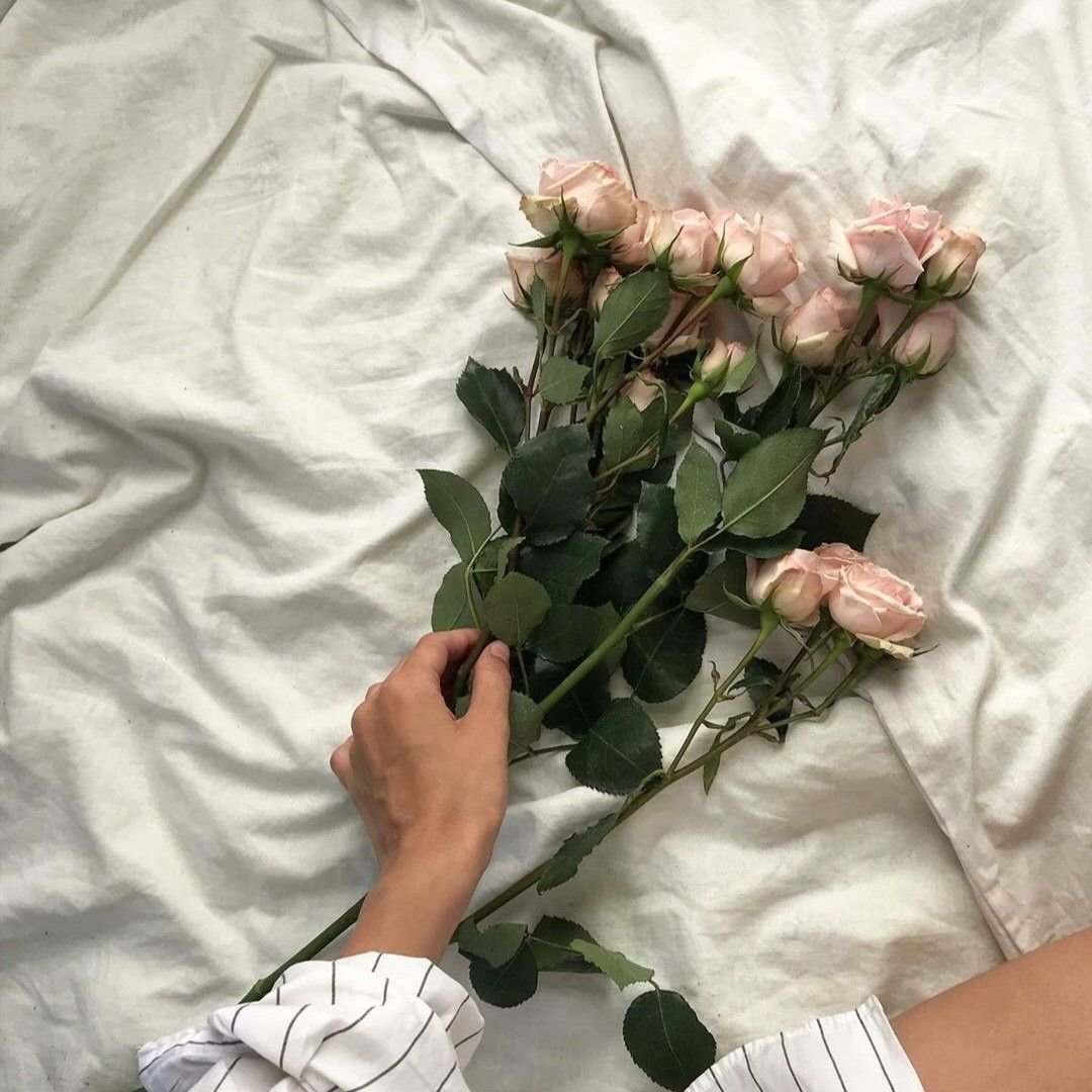 Лаванда узколистная rosea (Розеа)
