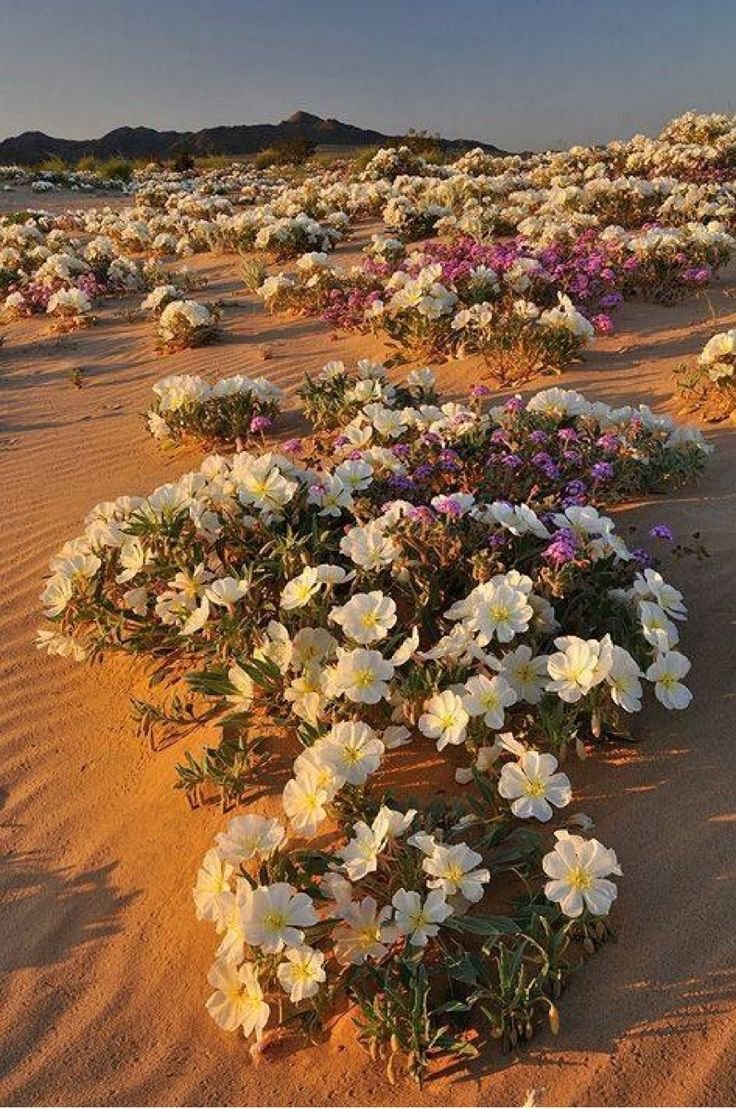 Пустынные цветы