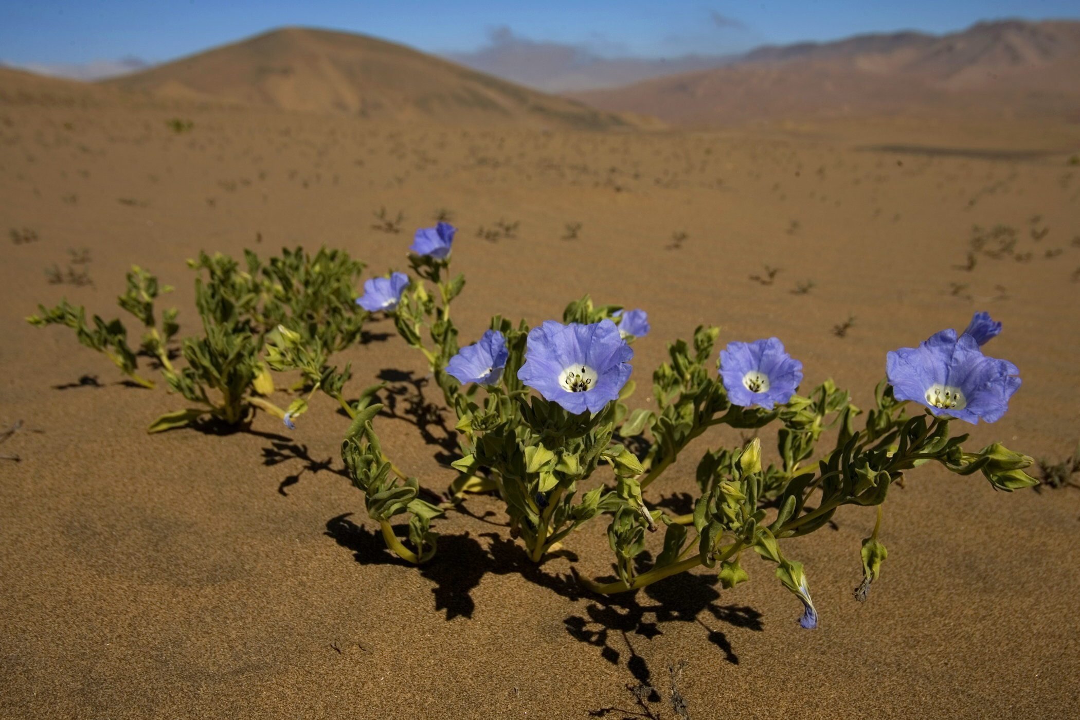 Нилов цветы. Пустынный Мак Эфемер. Растения эфемеры пустыни. Цветущая пустыня Атакама. Эфемеры Атакама.