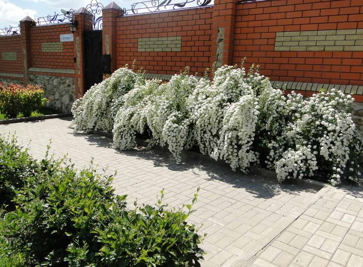 Хоста низкорослая бордюрная