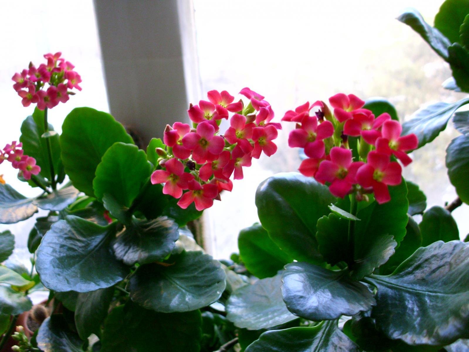 Kalanchoe blossfeldiana