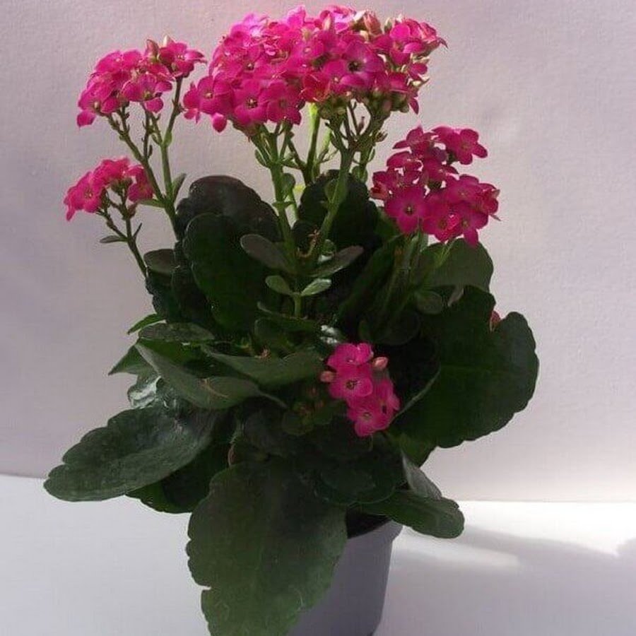 Каланхоэ пильчатолистное (Kalanchoe serratifolium)