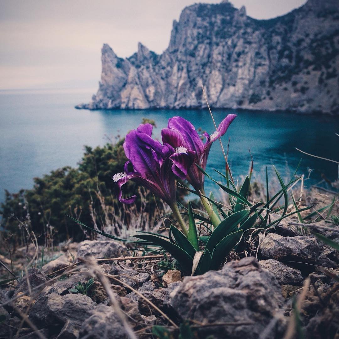 Горные тюльпаны Крыма
